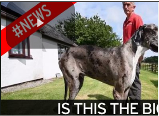 بالفيديو: تعرف على أطول كلب في العالم