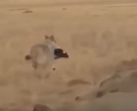 شاهد.. ذئب يقبض على خروف بأنيابه ويهرب بطريقة لن تصدقها