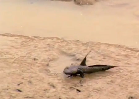 الأسماك البرية