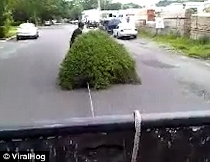 بالفيديو والصور.. شاب يتزلج على شجرة بشوارع نيويورك