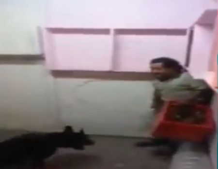 بالفيديو.. شباب يطلقون كلبًا على معاق ذهنيًا لإرهابه