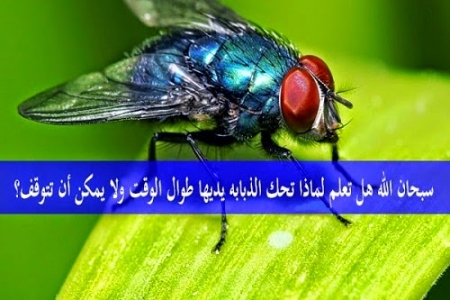 معلومة سوف تدهشك ... لماذا تحك الذبابة يديها طوال الوقت ولا تتوقف عن ذلك ؟ معلومة سوف تدهشك ... لماذا تحك الذبابة يديها طوال الوقت ولا تتوقف عن ذلك ؟