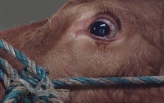 شاهد..  بقرة تبكي أثناء ذبحها وصاحبها يعيدها للمزرعة