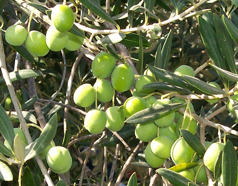 البيع مباشرة الى المستهلك في مهرجان الزيتون الوطني البيع مباشرة الى المستهلك في مهرجان الزيتون الوطني
