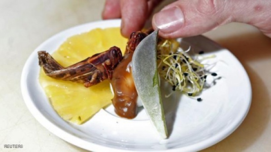 الحشرات تزحف على قائمة الطعام الفرنسية