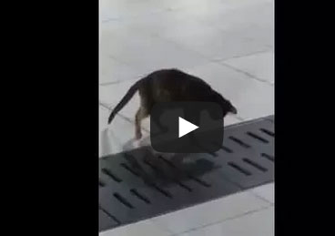 قط يصطاد فأرا بشكل مذهل في ساحة المسجد النبوي‬