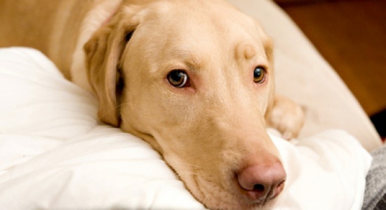 محكمة فرنسية تستدعي كلباً للشهادة في جريمة قتل