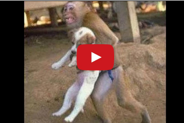 بالفيديو : حيوانات مضحكة