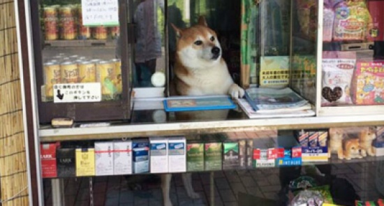 شاهد.. كلب يحصل على وظيفة ثابتة في اليابان