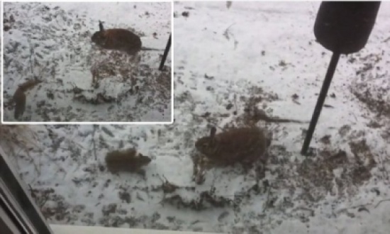 شاهد.. معركة بين سنجاب وأرنب للحصول على الطعام