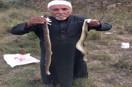 شاهد: مسن يمسك بأفعى سامة ويقتلها