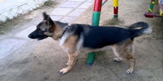 عاطل يذبح شاباً جامعياً بسبب خلاف على كلب