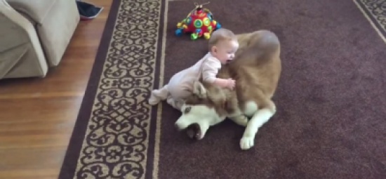 شاهد.. كلب سيبيري صبور يلاعب طفلة مشاكسة