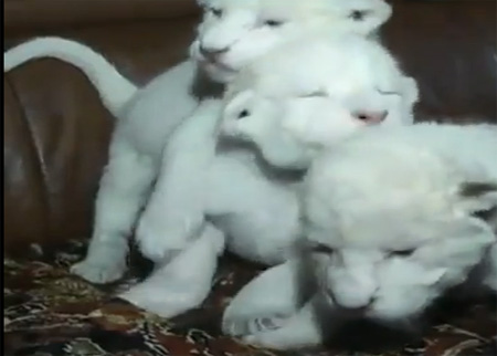 ولادة 3 أشبال أسود بيضاء