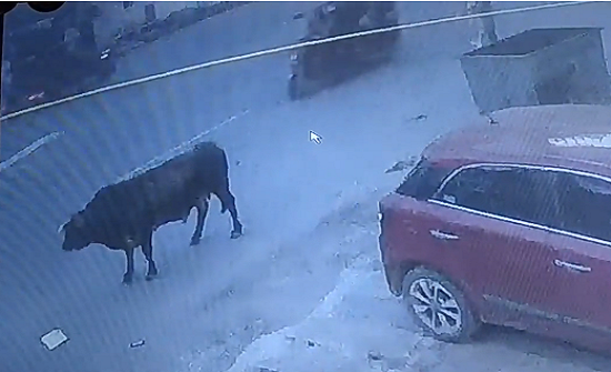 بالفيديو : ثور ينطح احد المارة في باكستان