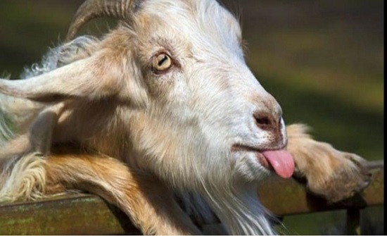 انخفاض أعداد الماعز 4% خلال 2018