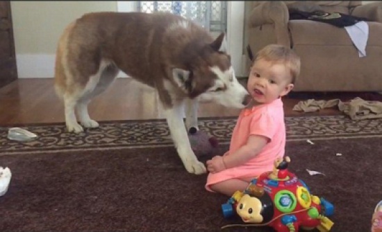 بالفيديو : كلب يُقبِّل طفلة !