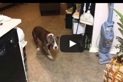 شاهد.. الكلب الذي "أرعبته" حبة أناناس