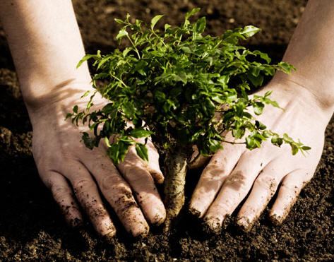 مدرسة البيان تنظم نشاطا لزراعة الاشجار في ناعور