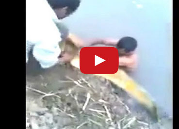 صياد يلتقط أسماكا عملاقة بيده