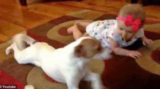 كلب يٌعلم رضيعة الحبو