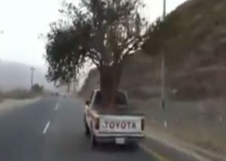 شجرة ضخمة فى صندوق سيارة