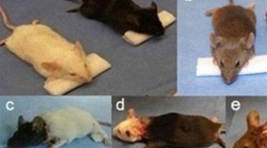 جراح صيني نجح بـ 1000 عملية زراعة رأس للفئران