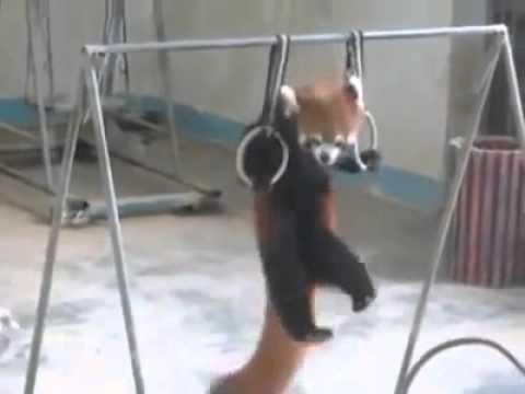 حيوان عجيب يعشق الرياضة