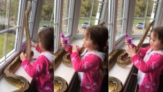 شاهد.. طفلة تحتضن ثعبان ضخم دون خوف