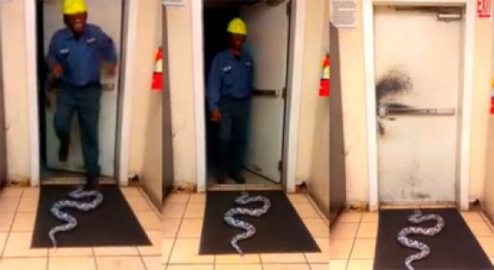 أرعبوه بأفعى بلاستيكية.. شاهد ردة فعله