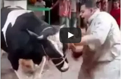 جزار يذبح عجل 12 طعنة بالسكين