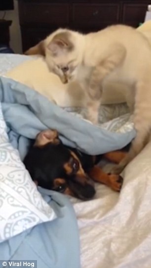 بالفيديو والصور.. قطة تضايق كلبا وتجبره على الاختباء