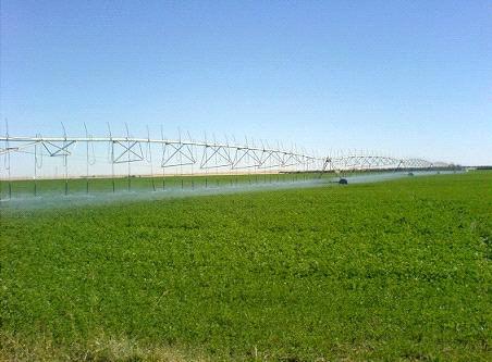 إطلاق مشروع الأشجار الاستوائية بمحطة غور الصافي الزراعية