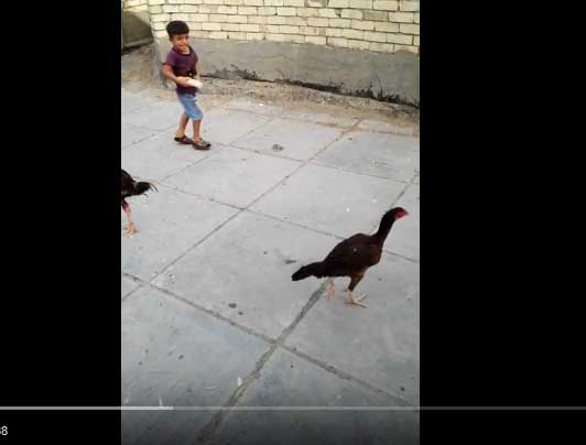 يخاف من دجاجة