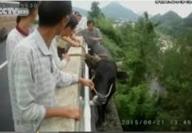 شاهد..  إنقاذ بقرة احتجزت على طرف طريق سريعة مرتفعة