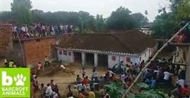 بالفيديو.. لقطات مروعة للحظة هجوم نمر على سكان قرية بالفيديو.. لقطات مروعة للحظة هجوم نمر على سكان قرية