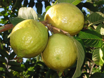 اتفاقية لتوفير الخضار والفواكه من المزارع الى المستهلك مباشرة