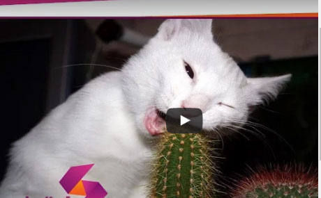 بالفيديو : 10 صور طريفة لحيوانات في مأزق كبير..!!