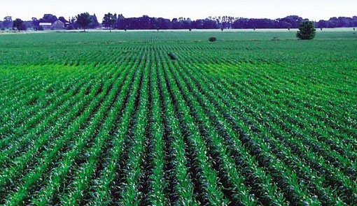 "زراعة الزرقاء" تعد برنامجا للرقابة على المناطق الحرجية