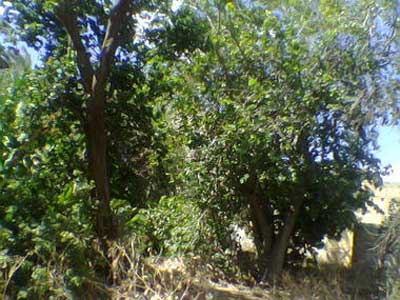 العربية لحماية الطبيعة تطلق حملتها الثانية لزراعة مليون شجرة في فلسطين