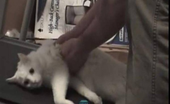 قط كسول يثير سخرية رواد الانترنت.. بالفيديو