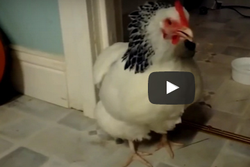 شاهد.. دجاجة تعطس  !