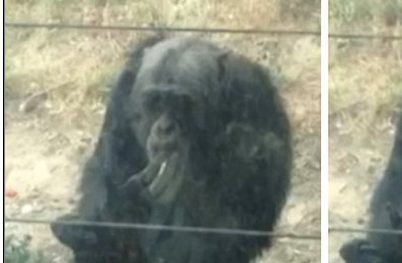 شاهد.. الشمبانزي المدخن يتسول السجائر من زوار الحديقة