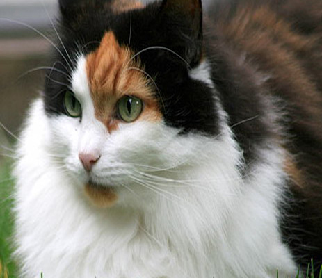 قط يهاجم طياراً لدى إقلاعه ويتسبب بإلغاء الرحلة