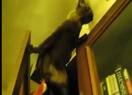 اطرف واجمل مواقف القطط