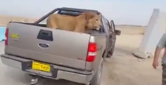 بالفيديو : مقاتلون عراقيون يمسكون بأسد في الصحراء بالفيديو : مقاتلون عراقيون يمسكون بأسد في الصحراء