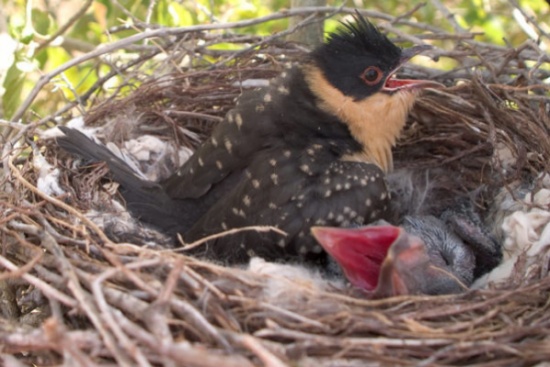 فيديو: باللهجة السعودية تعرّف على أخبث طير بالوجود