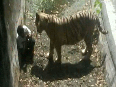 نمر أبيض يمزق شابا داخل حديقة حيوان فى الهند نمر أبيض يمزق شابا داخل حديقة حيوان فى الهند