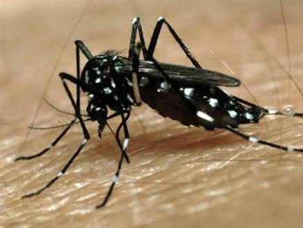 صحة اربد : لا وجود لبعوضة النمر الاسود في غرب اربد
