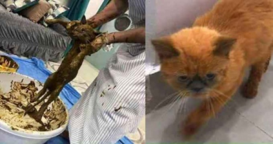 القبض على تونسي يقوم بتغطيس القطط في الحنة و من بعد يبيعها على أساس نوعية نادرة القبض على تونسي يقوم بتغطيس القطط في الحنة و من بعد يبيعها على أساس نوعية نادرة